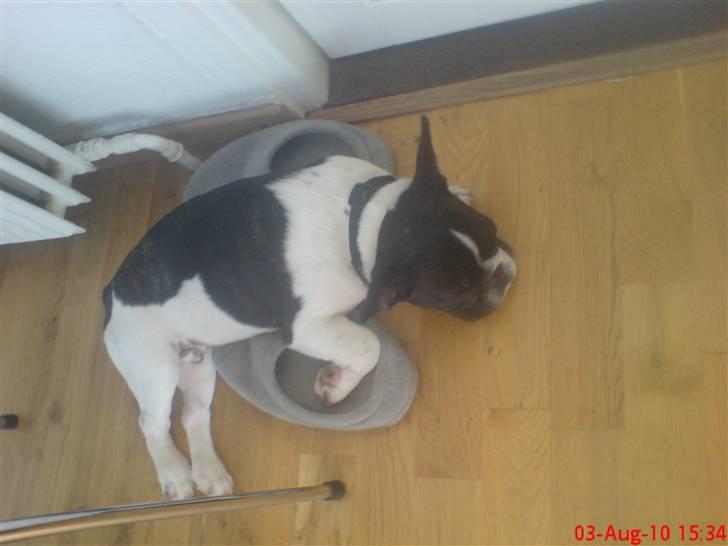 Fransk bulldog Albert billede 9