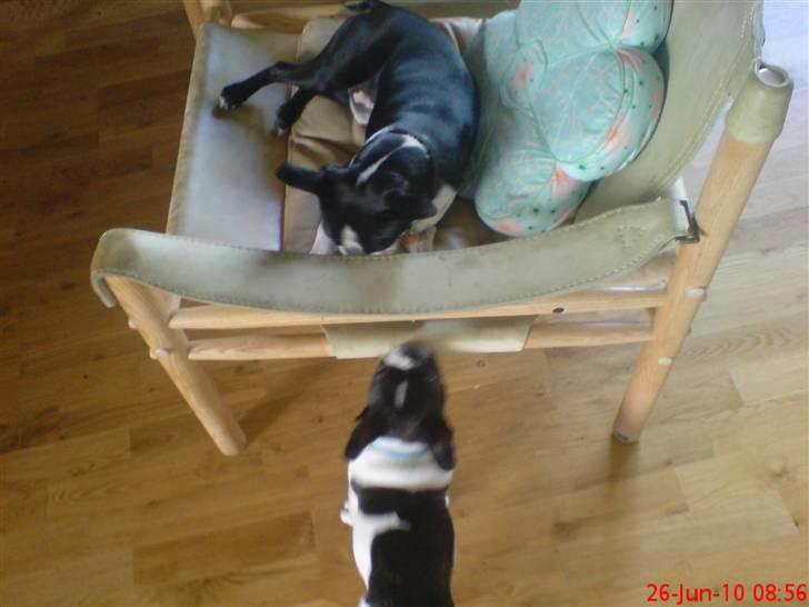 Fransk bulldog Albert billede 10