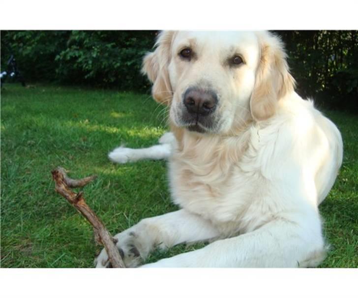 Golden retriever Golden Stenholms Leika billede 1