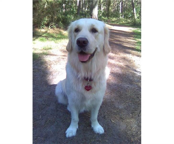 Golden retriever Golden Stenholms Leika billede 2