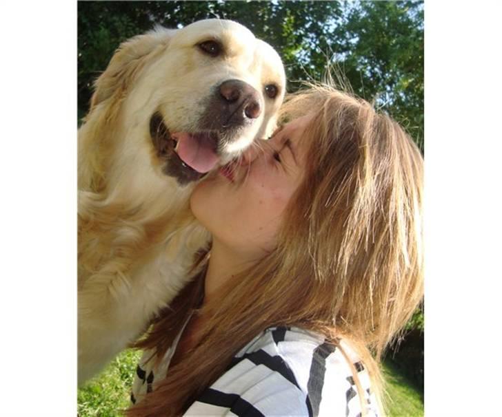 Golden retriever Golden Stenholms Leika billede 3