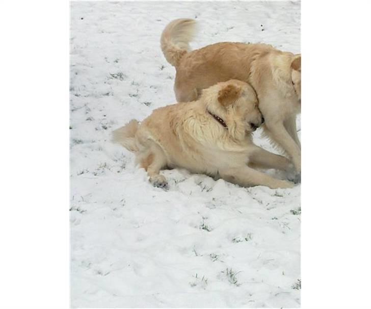 Golden retriever Golden Stenholms Leika billede 4