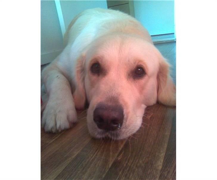 Golden retriever Golden Stenholms Leika billede 5