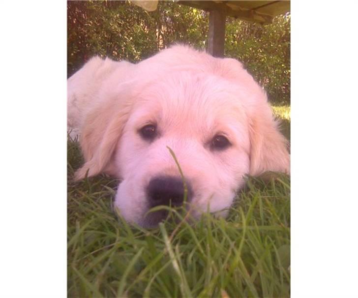 Golden retriever Golden Stenholms Leika billede 6