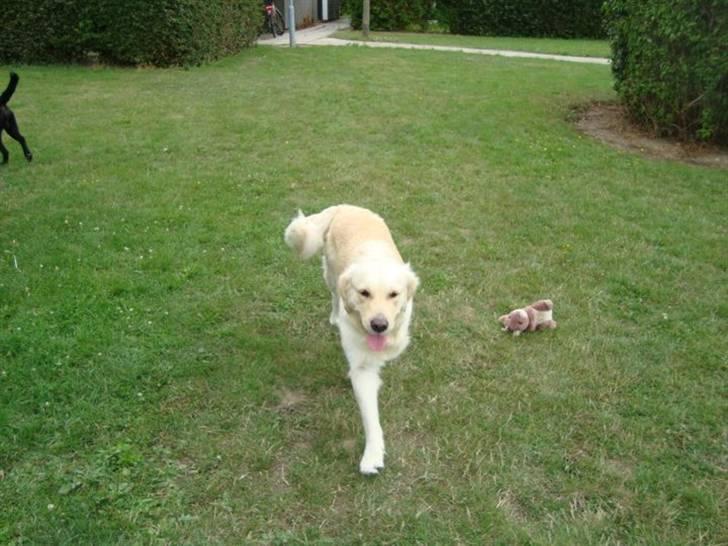 Golden retriever Golden Stenholms Leika billede 7