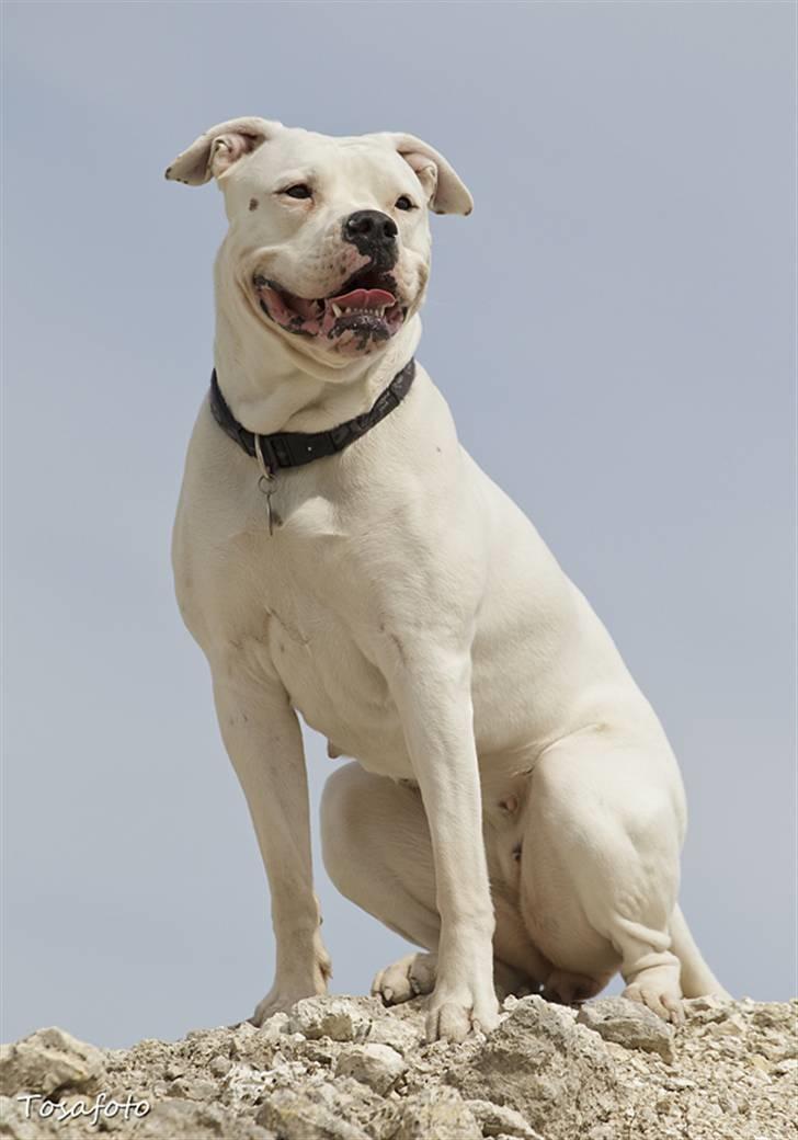 Amerikansk bulldog Kettners Esmeralda"Gaia" 11.03.2007-23.07.2019 billede 14