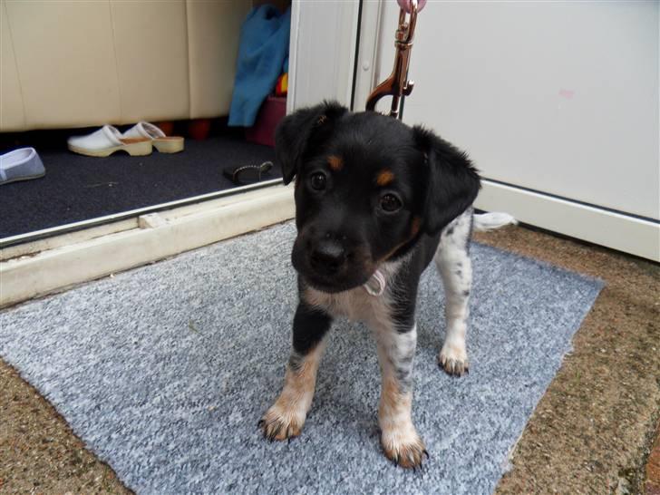 Dansk svensk gaardhund Lulu - SKAL jeg bo her ? billede 1