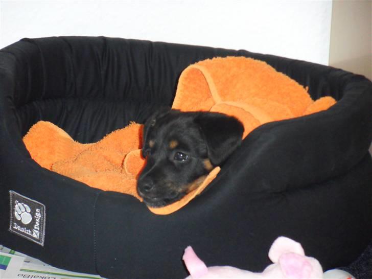 Dansk svensk gaardhund Lulu - tjekker lige mit nye hjem ud... billede 2