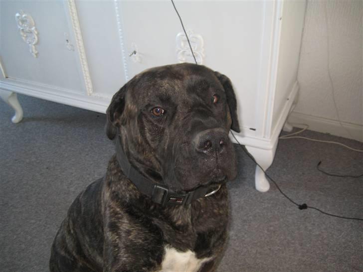 Dogo canario boss billede 5