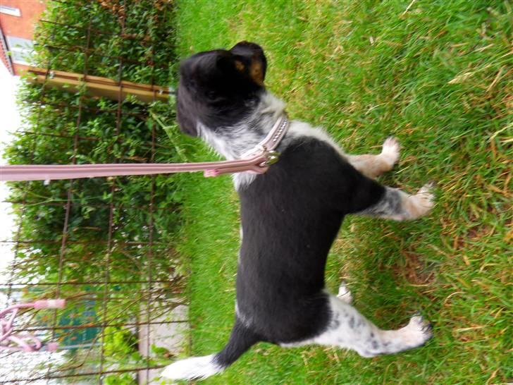 Dansk svensk gaardhund Lulu - haven kan vel gå an... billede 3