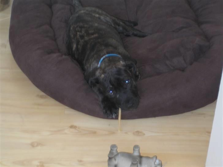 Dogo canario boss - Helt alene i den store kurv. billede 2