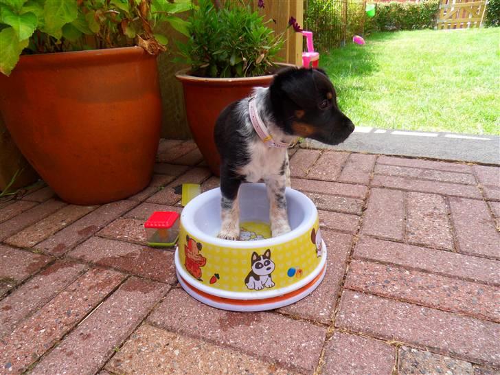 Dansk svensk gaardhund Lulu - badekar eller vandskål ??? billede 4