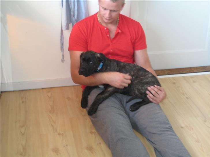 Dogo canario boss - Lige ankommet og lidt betuttet... billede 3