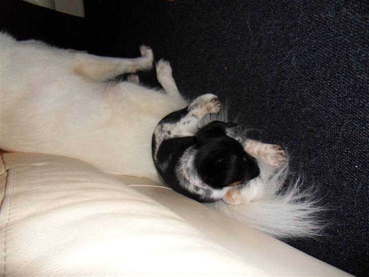 Dansk svensk gaardhund Lulu - dejlig blød hale - den kan man vel godt tage sig en lur på !! billede 5