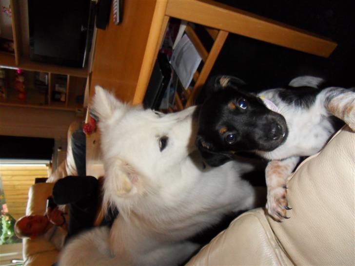 Dansk svensk gaardhund Lulu - min nye ven chelsea.. billede 6