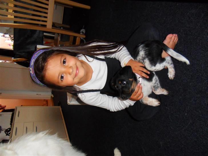 Dansk svensk gaardhund Lulu - zilan - ja hun bor vist også her.. billede 7