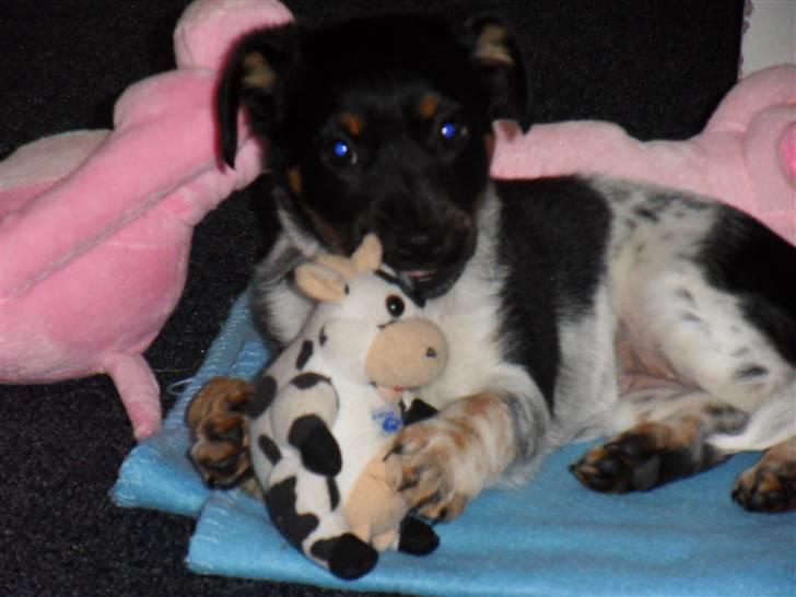 Dansk svensk gaardhund Lulu - mig og min dejlige tyggeko. billede 8