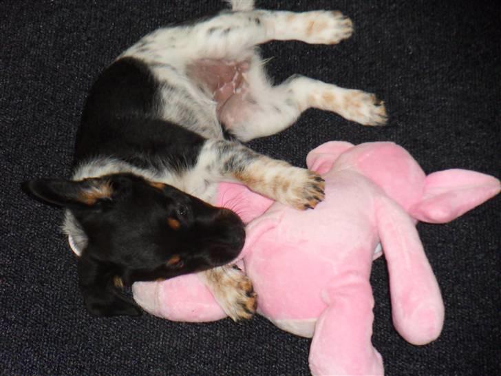 Dansk svensk gaardhund Lulu - jeg skal nok få skovlen under den skide elefant... billede 9