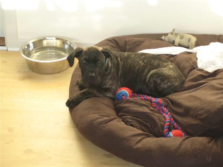 Dogo canario boss billede 4