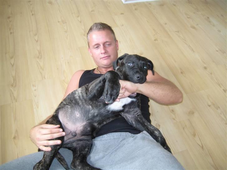 Dogo canario boss - tumleri med far billede 6