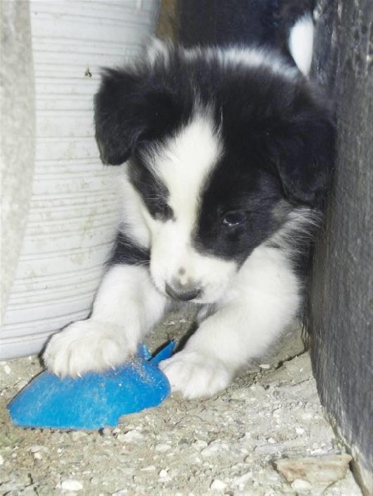 Border collie Messi - Messi vores lille hygge prins:) billede 1