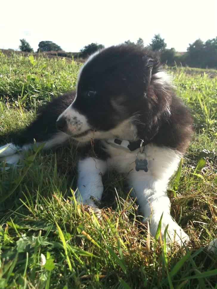 Border collie Messi - Messi hygger med at rode i græsset billede 2