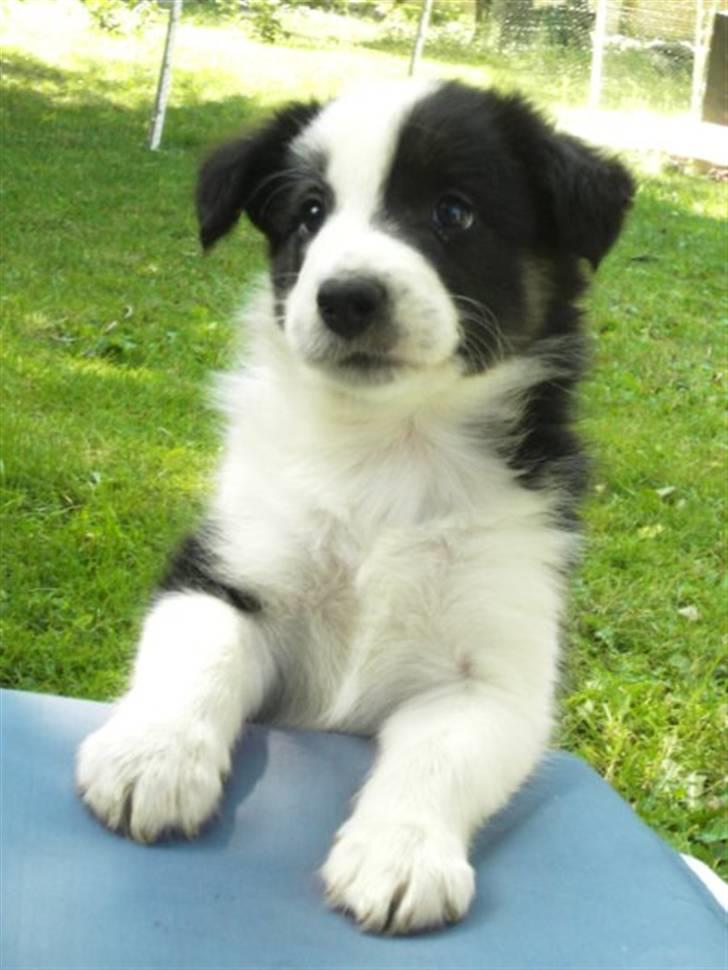 Border collie Messi - Messi på udkig:) billede 4