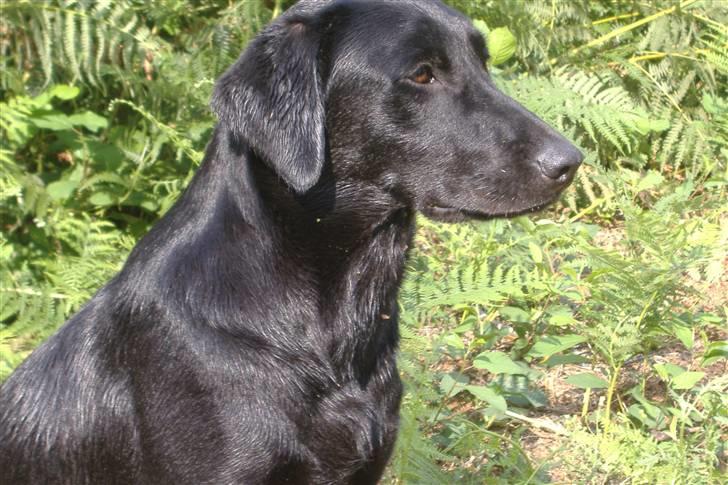 Labrador retriever Timberline Savannah billede 15