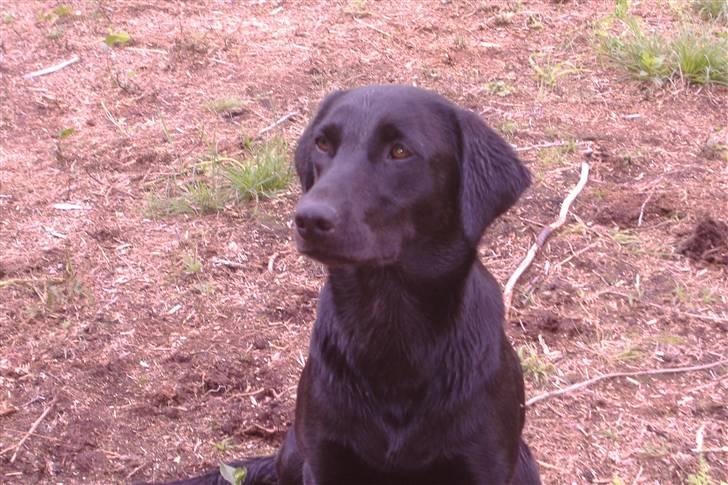 Labrador retriever Timberline Savannah billede 16