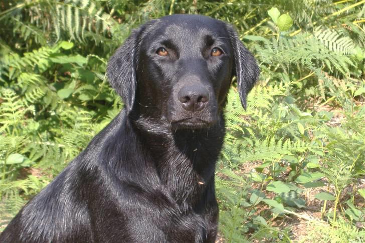 Labrador retriever Timberline Savannah billede 17