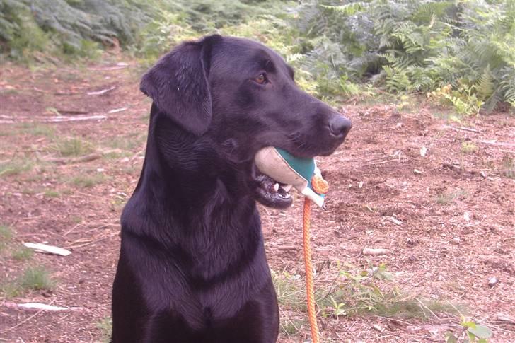 Labrador retriever Timberline Savannah billede 18