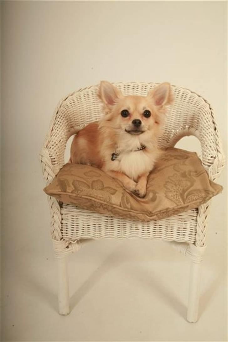 Chihuahua Elvis <3 - Smukke, smukke Elvis <3 billede 1