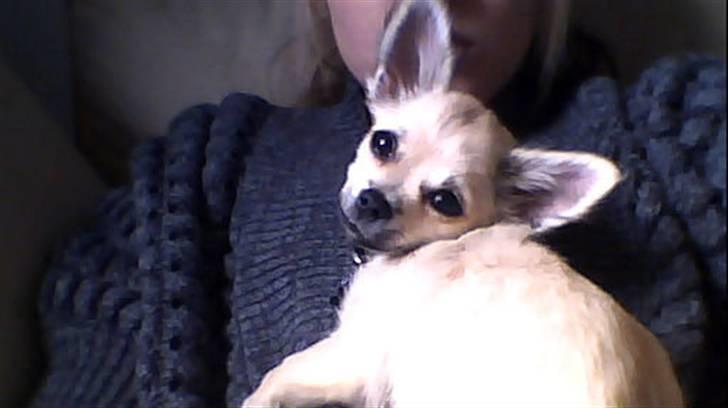 Chihuahua Elvis <3 billede 12