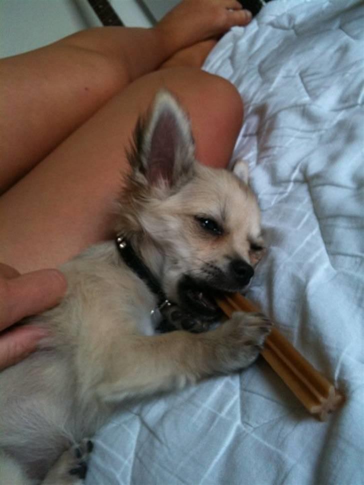 Chihuahua Elvis <3 billede 13