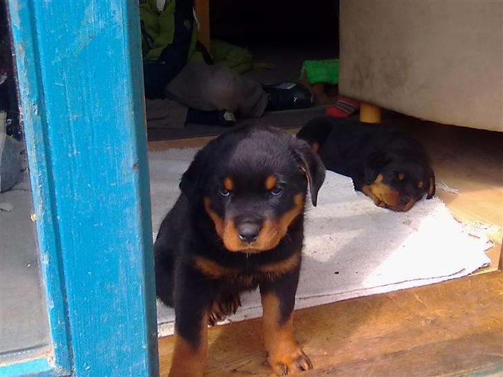 Rottweiler Hachi billede 6