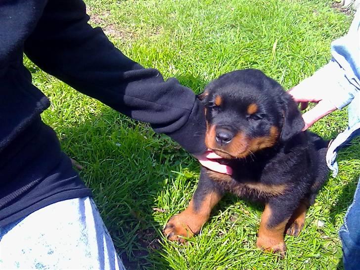 Rottweiler Hachi billede 8