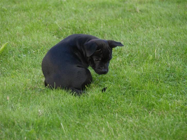 Staffordshire bull terrier **Angelic Staff ENZO** billede 5