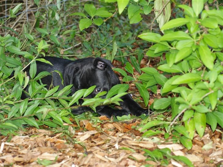 Staffordshire bull terrier **Angelic Staff ENZO** billede 6