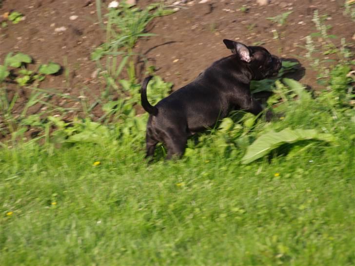 Staffordshire bull terrier **Angelic Staff ENZO** billede 7