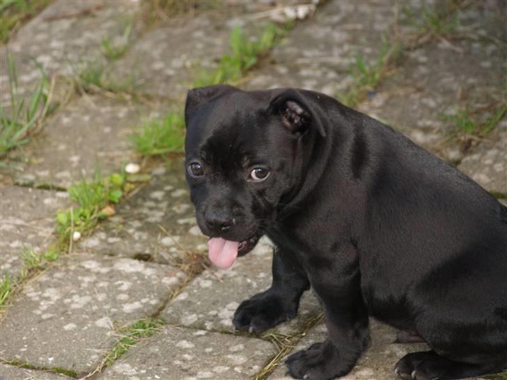 Staffordshire bull terrier **Angelic Staff ENZO** billede 8