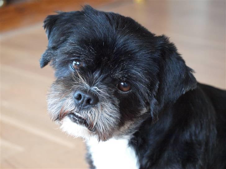 Lhasa apso Jessy billede 1
