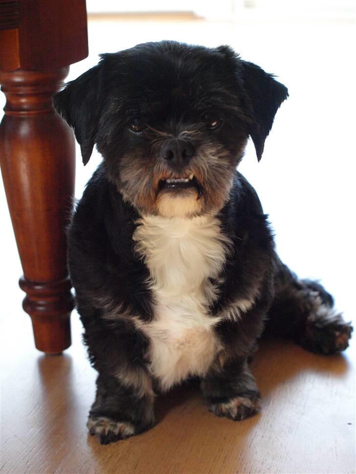 Lhasa apso Jessy billede 2