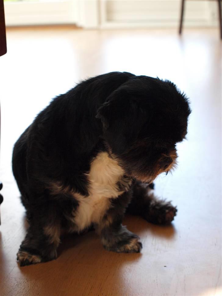 Lhasa apso Jessy billede 3