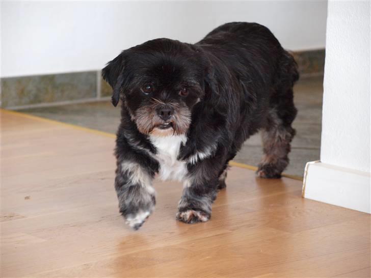 Lhasa apso Jessy billede 4