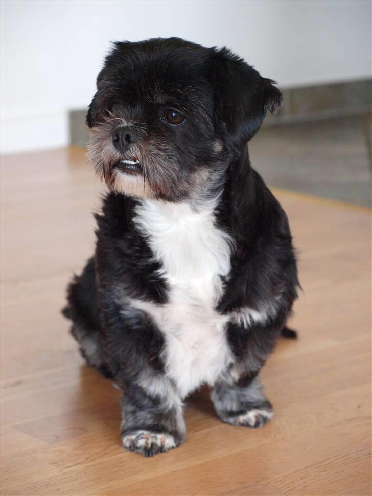 Lhasa apso Jessy billede 5