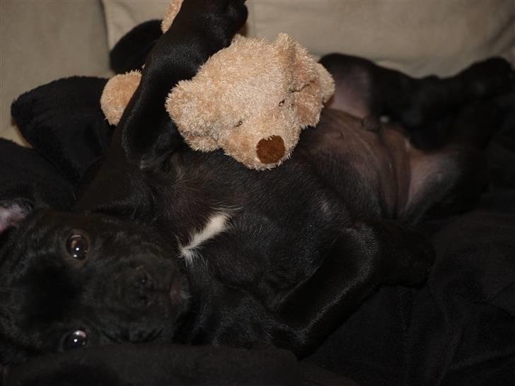 Staffordshire bull terrier **Angelic Staff ENZO** billede 9