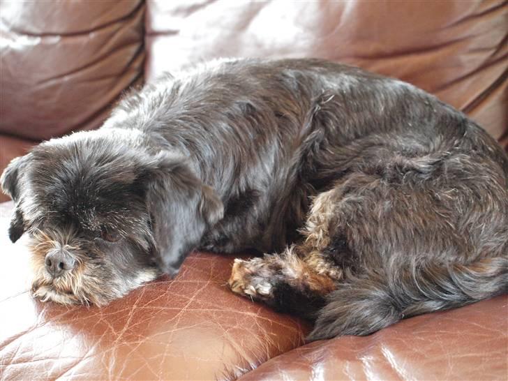 Lhasa apso Jessy billede 6