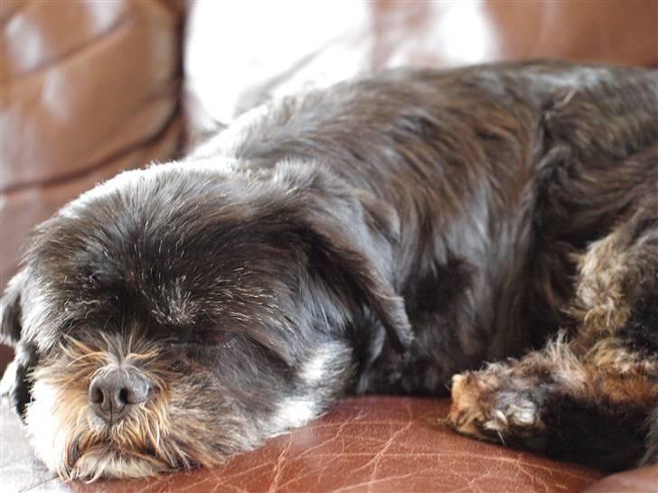 Lhasa apso Jessy billede 7