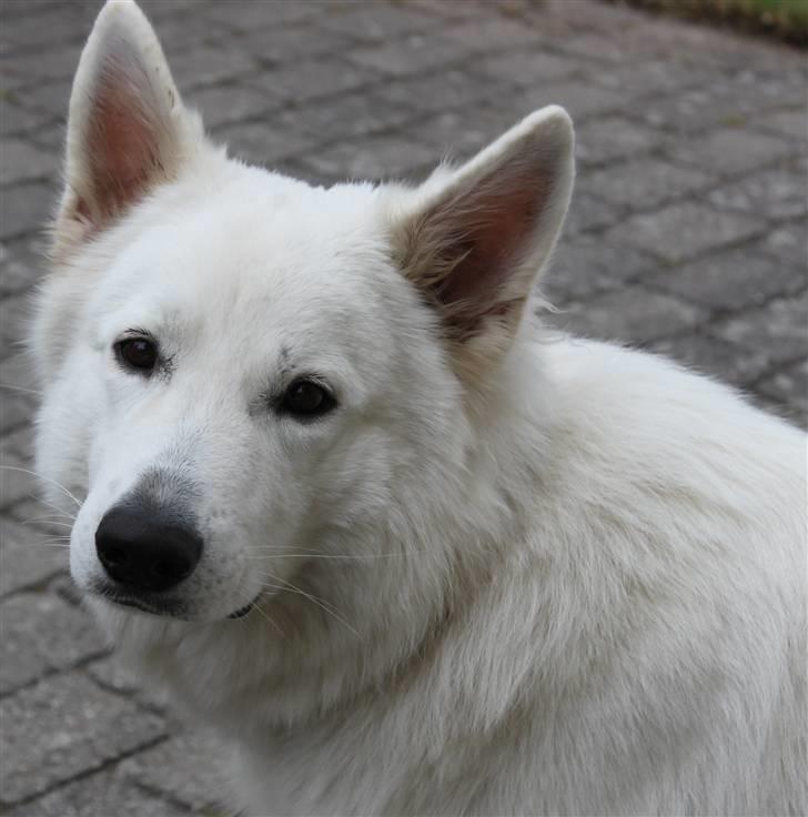 Hvid schæfer eddie billede 9