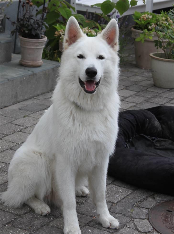 Hvid schæfer eddie billede 10